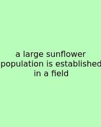 A Large Sunflower Population Is Established In A Field