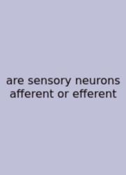 Are Sensory Neurons Afferent Or Efferent