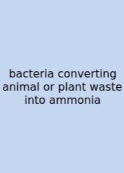 Bacteria Converting Animal Or Plant Waste Into Ammonia