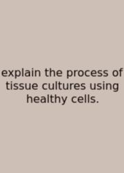 Explain The Process Of Tissue Cultures Using Healthy Cells.