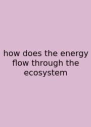 How Does The Energy Flow Through The Ecosystem