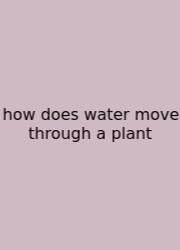 How Does Water Move Through A Plant