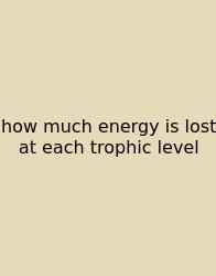 How Much Energy Is Lost At Each Trophic Level