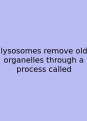 Lysosomes Remove Old Organelles Through A Process Called
