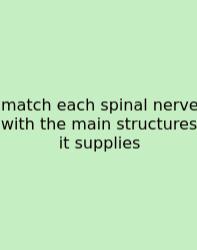 Match Each Spinal Nerve With The Main Structures It Supplies