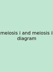 Meiosis I And Meiosis Ii Diagram