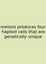 Meiosis Produces Four Haploid Cells That Are Genetically Unique