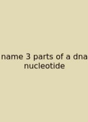 Name 3 Parts Of A Dna Nucleotide