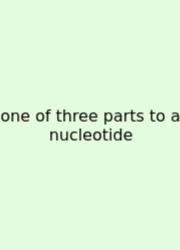 One Of Three Parts To A Nucleotide