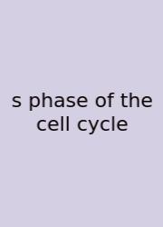 S Phase Of The Cell Cycle