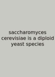Saccharomyces Cerevisiae Is A Diploid Yeast Species