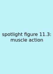 Spotlight Figure 11.3: Muscle Action