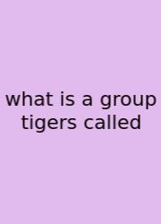 What Is A Group Tigers Called