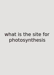 What Is The Site For Photosynthesis