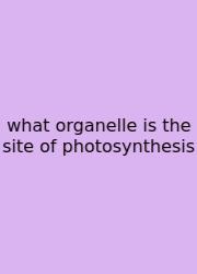 What Organelle Is The Site Of Photosynthesis