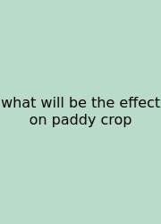 What Will Be The Effect On Paddy Crop