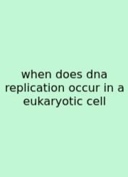 When Does Dna Replication Occur In A Eukaryotic Cell