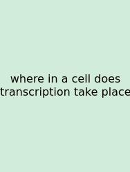 Where In A Cell Does Transcription Take Place