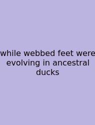 While Webbed Feet Were Evolving In Ancestral Ducks